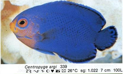 Centropyge argi